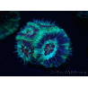 WYSIWYG Micromussa lordhowensis (ehemals Acanthastrea)