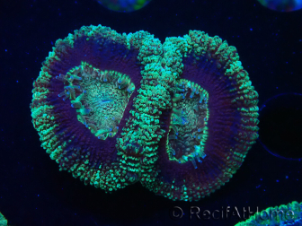 WYSIWYG Micromussa lordhowensis (formerly Acanthastrea)