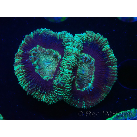 WYSIWYG Micromussa lordhowensis (ex Acanthastrea)