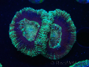 WYSIWYG Micromussa lordhowensis (formerly Acanthastrea)