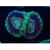WYSIWYG Micromussa lordhowensis (antes Acanthastrea)