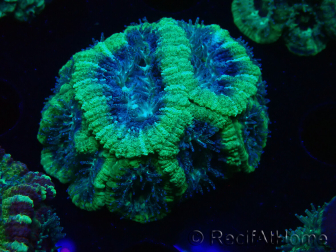 WYSIWYG Micromussa lordhowensis (antes Acanthastrea)