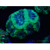 WYSIWYG Micromussa lordhowensis (antes Acanthastrea)