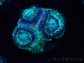 WYSIWYG Micromussa lordhowensis (antes Acanthastrea)