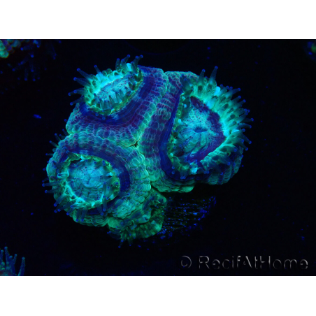 WYSIWYG Micromussa lordhowensis (ex Acanthastrea)