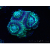 WYSIWYG Micromussa lordhowensis (antes Acanthastrea)