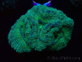WYSIWYG Micromussa lordhowensis (formerly Acanthastrea)