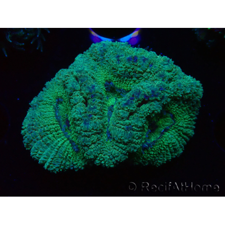 WYSIWYG Micromussa lordhowensis (ehemals Acanthastrea)
