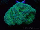 WYSIWYG Micromussa lordhowensis (formerly Acanthastrea)