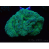 WYSIWYG Micromussa lordhowensis INDO (ex Acanthastrea) 25E5