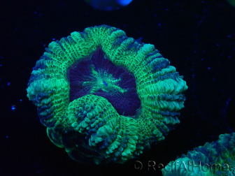 WYSIWYG Micromussa lordhowensis (ex Acanthastrea)