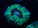 WYSIWYG Micromussa lordhowensis (ehemals Acanthastrea)