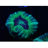 WYSIWYG Micromussa lordhowensis INDO (ex Acanthastrea) 25E6