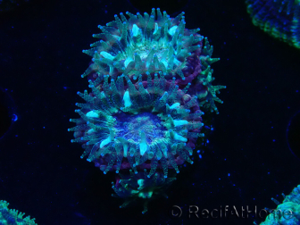 WYSIWYG Micromussa lordhowensis INDO (ex Acanthastrea) 25E8