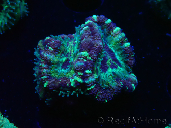 WYSIWYG Micromussa lordhowensis (formerly Acanthastrea)