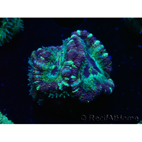 WYSIWYG Micromussa lordhowensis (ex Acanthastrea)