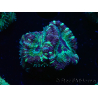WYSIWYG Micromussa lordhowensis INDO (ex Acanthastrea) 25E10