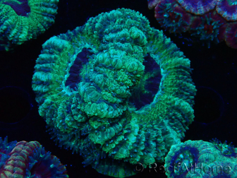 WYSIWYG Micromussa lordhowensis (ehemals Acanthastrea)