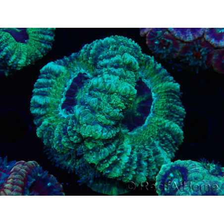 WYSIWYG Micromussa lordhowensis (ehemals Acanthastrea)