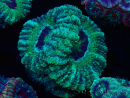 WYSIWYG Micromussa lordhowensis (ex Acanthastrea)