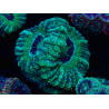 WYSIWYG Micromussa lordhowensis (antes Acanthastrea)