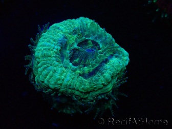 WYSIWYG Micromussa lordhowensis INDO (ex Acanthastrea) 25F4