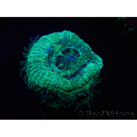 WYSIWYG Micromussa lordhowensis (ehemals Acanthastrea)