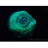 WYSIWYG Micromussa lordhowensis INDO (ex Acanthastrea) 25F4