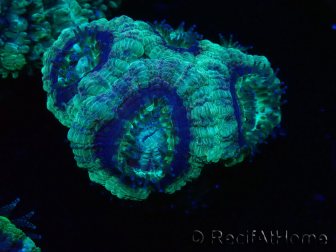 WYSIWYG Micromussa lordhowensis INDO (ex Acanthastrea) 25F7