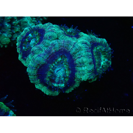 WYSIWYG Micromussa lordhowensis (formerly Acanthastrea)