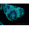 WYSIWYG Micromussa lordhowensis INDO (ex Acanthastrea) 25F7
