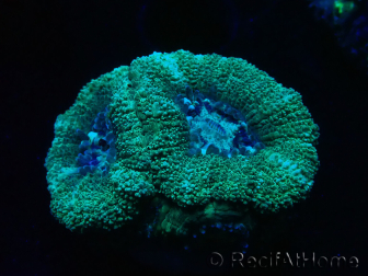 WYSIWYG Micromussa lordhowensis INDO (ex Acanthastrea) 25G5