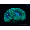 WYSIWYG Micromussa lordhowensis (antes Acanthastrea)