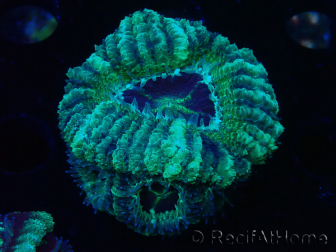WYSIWYG Micromussa lordhowensis (antes Acanthastrea)