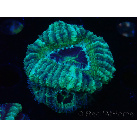 WYSIWYG Micromussa lordhowensis (ehemals Acanthastrea)