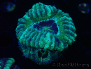 WYSIWYG Micromussa lordhowensis (formerly Acanthastrea)