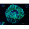 WYSIWYG Micromussa lordhowensis (antes Acanthastrea)