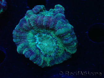 WYSIWYG Micromussa lordhowensis (formerly Acanthastrea)