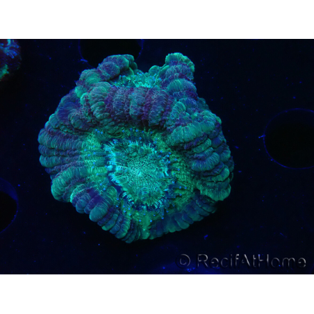 WYSIWYG Micromussa lordhowensis (ex Acanthastrea)