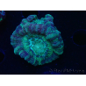 WYSIWYG Micromussa lordhowensis INDO (ex Acanthastrea) 25G7