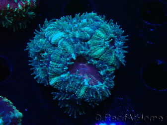 WYSIWYG Micromussa lordhowensis INDO (ex Acanthastrea) 25G9
