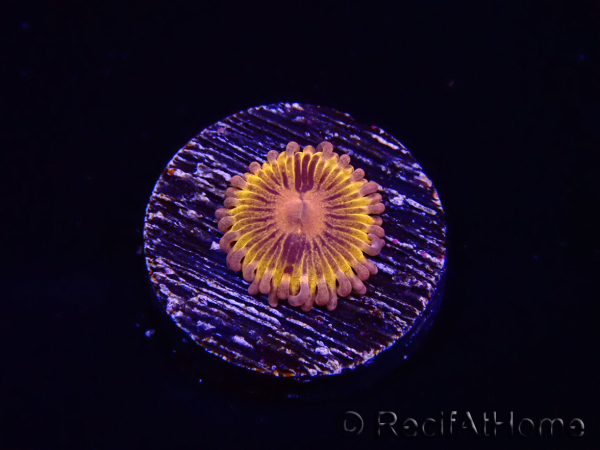 WYSIWYG - Zoanthus Chiquita
