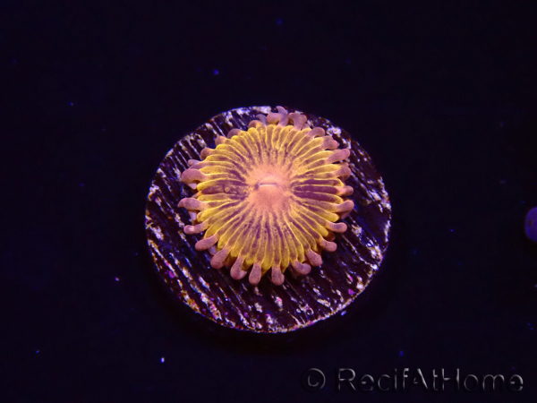 WYSIWYG - Zoanthus Chiquita