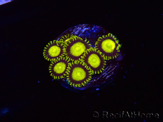 WYSIWYG - Zoanthus King Midas 40R1