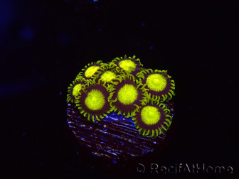 WYSIWYG - Zoanthus King Midas 40R2