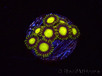 WYSIWYG - Zoanthus King Midas 40R7