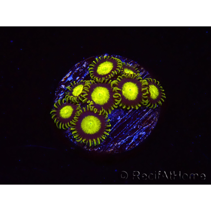 WYSIWYG - Zoanthus King Midas 40R7
