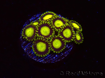 WYSIWYG - Zoanthus King Midas 40R8