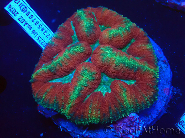 WYSIWYG Lobophyllia(Skeleton 3 cm)