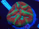 WYSIWYG Lobophyllia(Skeleton 3 cm)